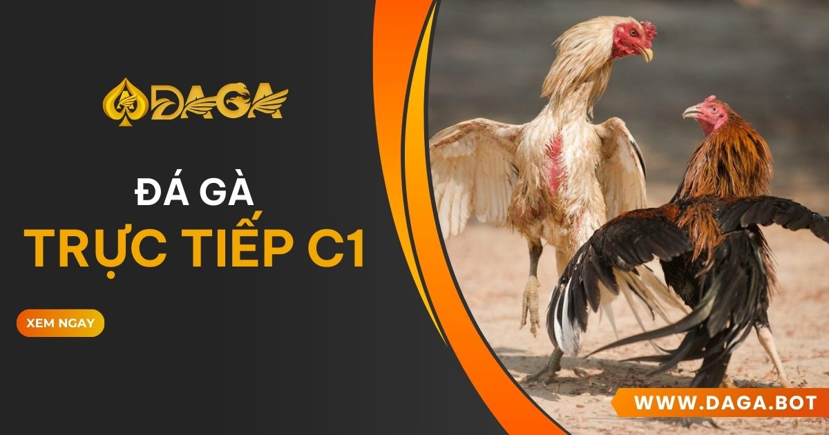 Đá gà trực tiếp C1 tại Daga