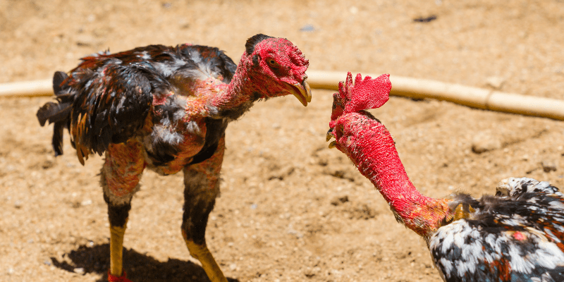 Lối đánh đầy mưu mẹo, kỹ xảo tạo nên kỳ tích